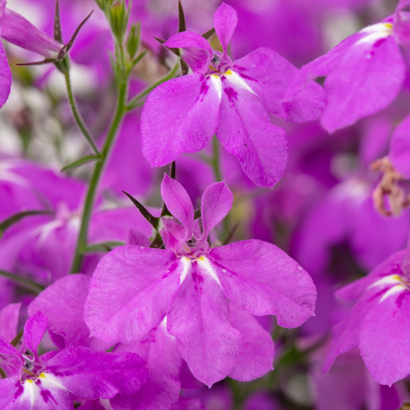 Lobelia 'Hot Plus Electric Purple' ~ HOT+ Electric Purple Lobelia-ServeScape