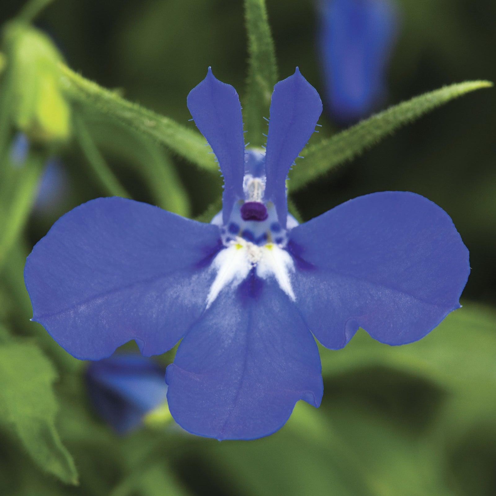 Lobelia erinus ’Techno Dark Blue’ ~ Techno® Dark Blue Lobelia-ServeScape