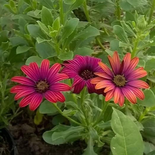 Osteospermum ecklonis 'Ostica Bronze' ~ Monrovia® Ostica™ Bronze African Daisy-ServeScape