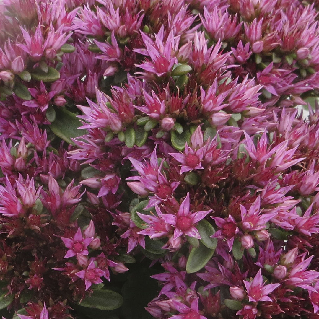 Sedum spurium 'Setz3b019' ~ Monrovia® Spot On™ Pink Stonecrop-ServeScape