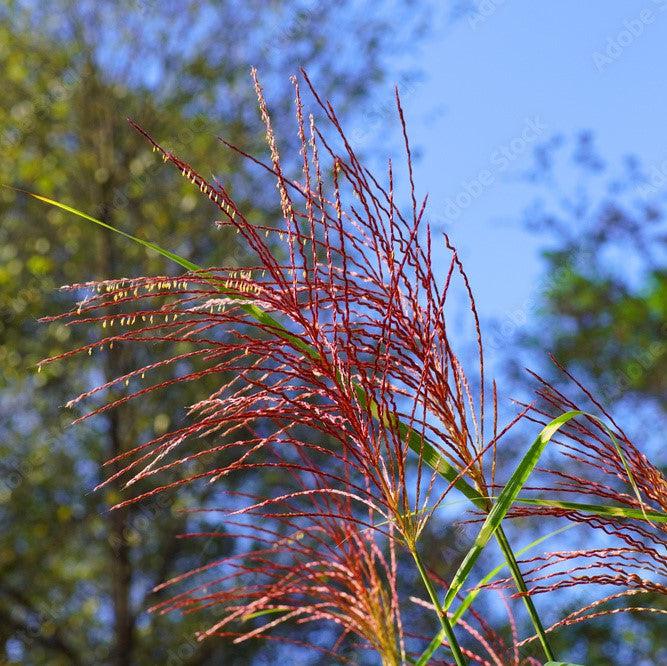 Miscanthus sinensis 'EMPMIS01' PP #30,802 ~ Monrovia® Red Cloud® Maiden Grass-ServeScape