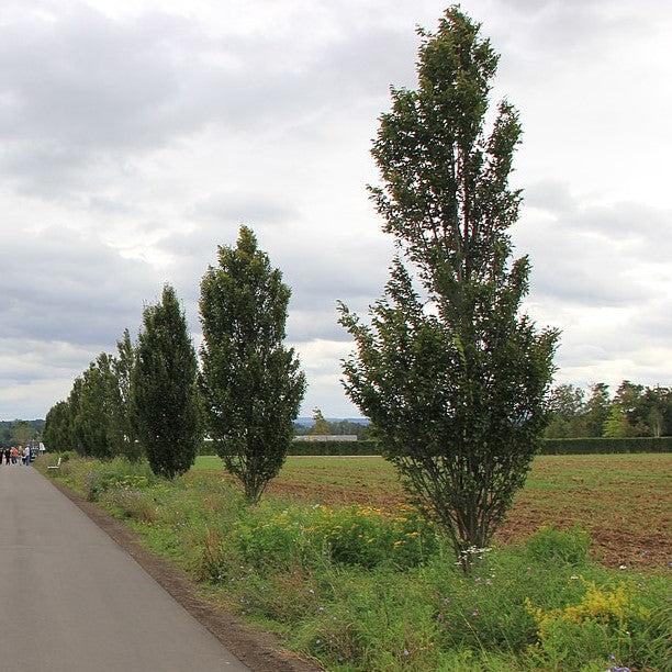 Carpinus betulus 'Lucas' ~ Lucas European Hornbeam-ServeScape