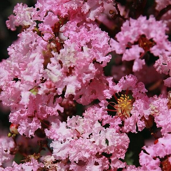 Lagerstroemia 'Whit VIII' ~ Play It Again® Rhapsody in Pink® Crape Myrtle-ServeScape