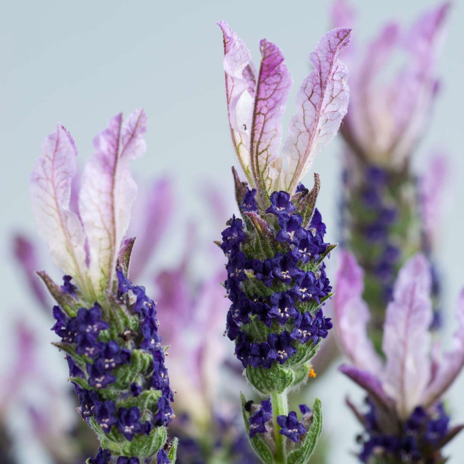 Lavandula stoechas 'Laveanna Grand Purple' ~ Laveanna™ Grand Purple Lavender-ServeScape
