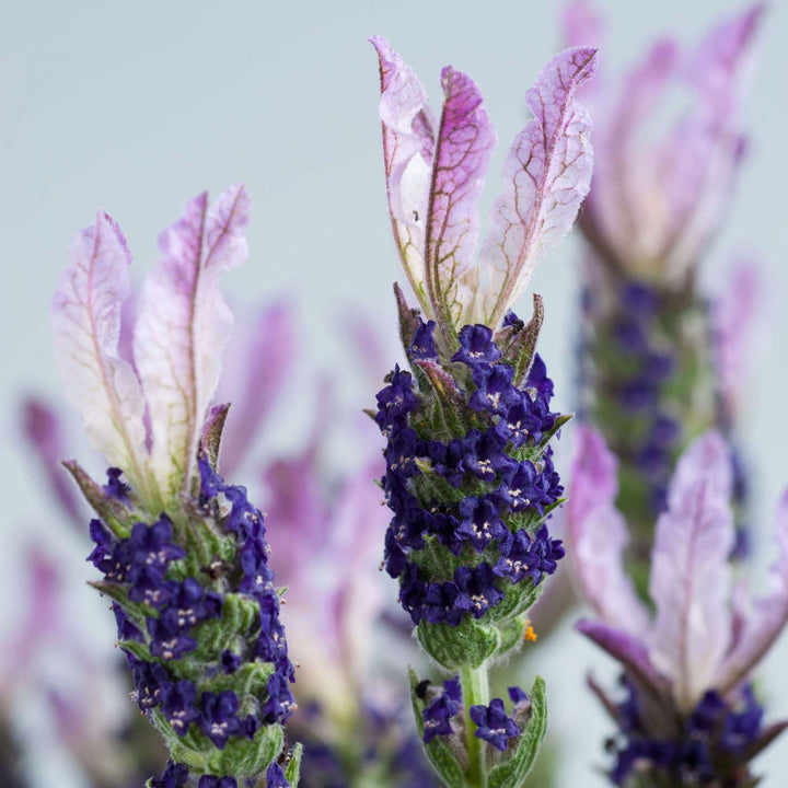 Lavandula stoechas 'Laveanna Grand Purple' ~ Laveanna™ Grand Purple Lavender-ServeScape