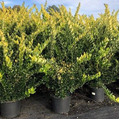 Aucuba japonica 'Golden King' ~ Golden King Japanese Aucuba-ServeScape