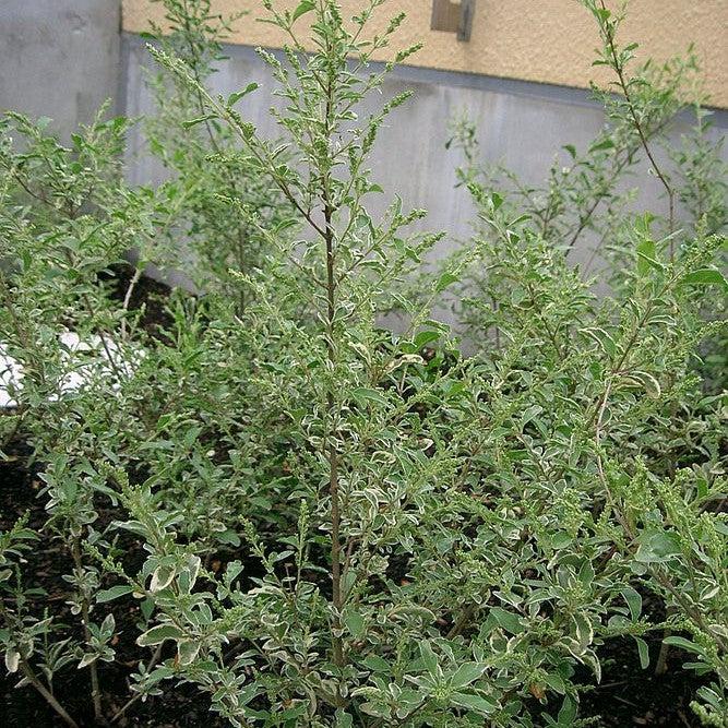 Ligustrum sinense 'Variegatum' ~ Variegated Chinese Privet-ServeScape