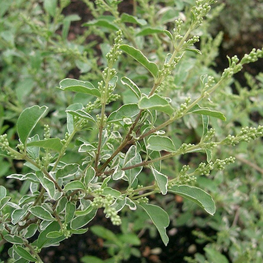 Ligustrum sinense 'Variegatum' ~ Variegated Chinese Privet-ServeScape