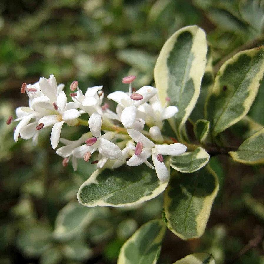 Ligustrum sinense 'Variegatum' ~ Variegated Chinese Privet-ServeScape