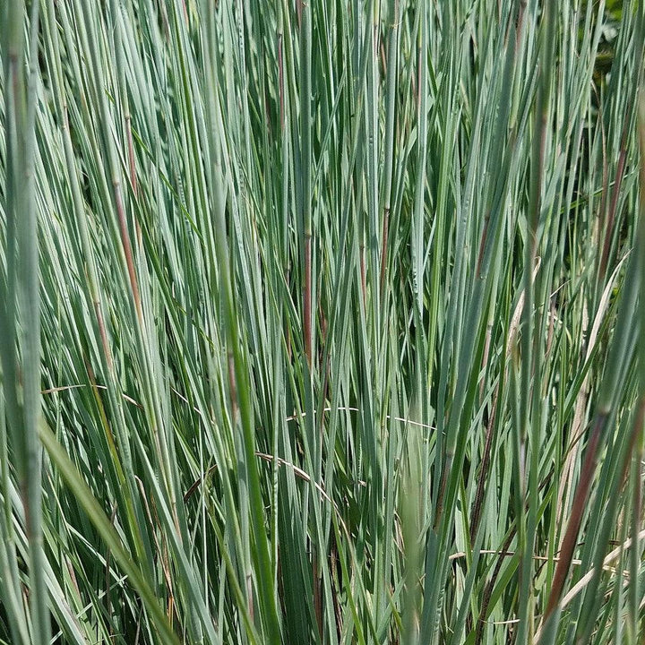 Schizachyrium scoparium 'Jazz' ~ Monrovia® Jazz Little Bluestem-ServeScape