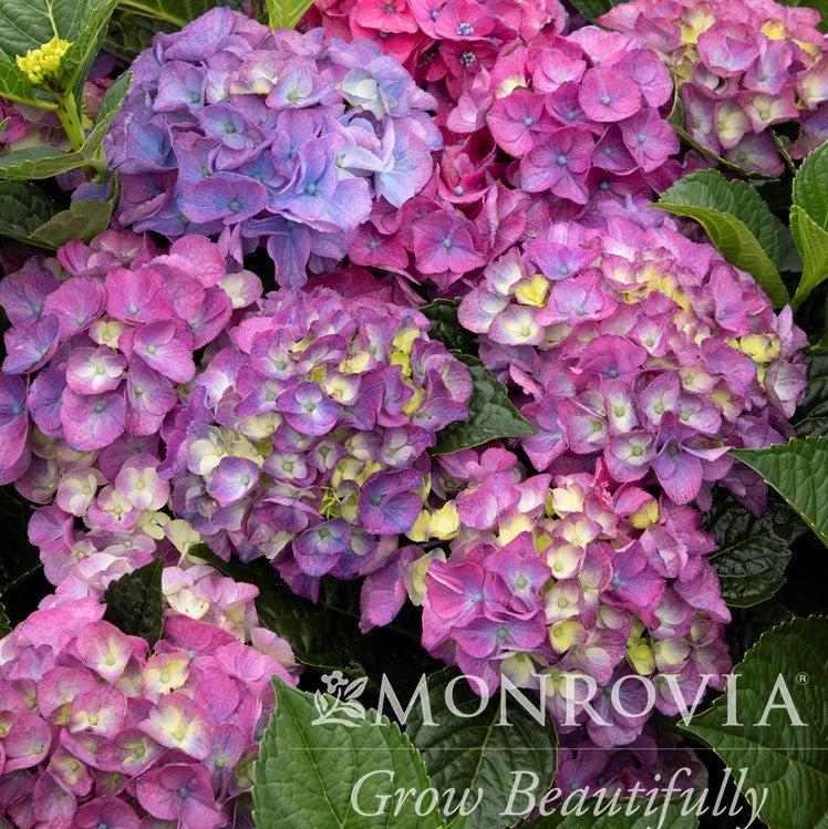 Hydrangea macrophylla 'HORTMANI' PP #28,085 ~ Monrovia® Seaside Serenade® Newport Hydrangea-ServeScape