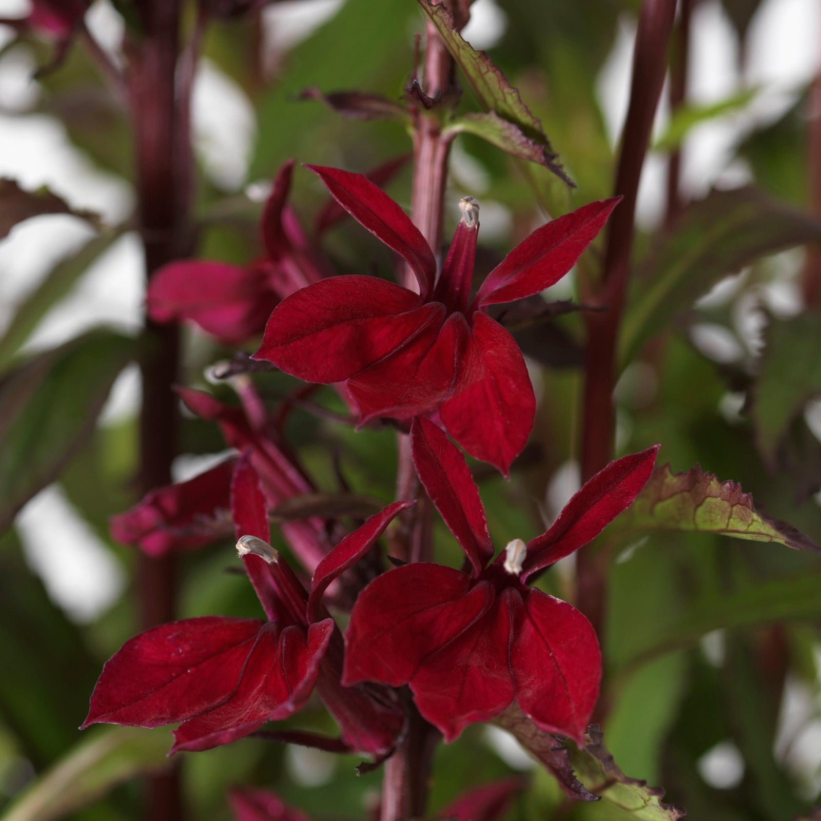 Lobelia x speciosa 'PAS1301790' ~ Starship™ Burgundy Cardinal Flower-ServeScape