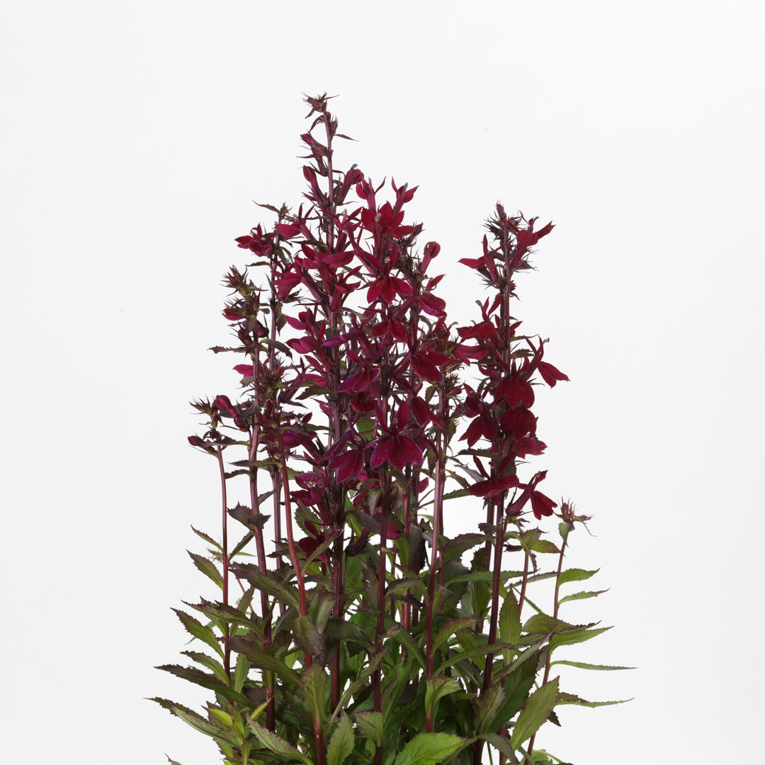 Lobelia x speciosa 'PAS1301790' ~ Starship™ Burgundy Cardinal Flower-ServeScape