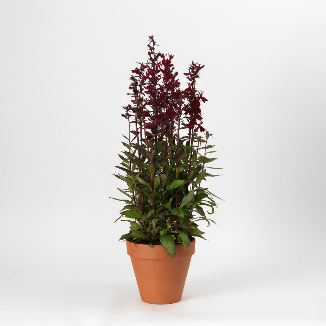 Lobelia x speciosa 'PAS1301790' ~ Starship™ Burgundy Cardinal Flower-ServeScape