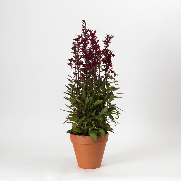 Lobelia x speciosa 'PAS1301790' ~ Starship™ Burgundy Cardinal Flower-ServeScape