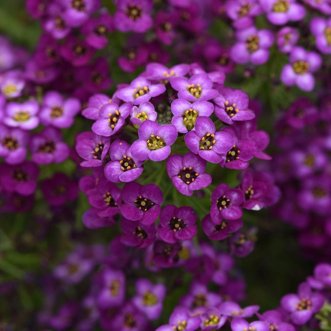 Lobularia maritimum 'Balbeezurp' ~ Easy Breezy™ Purple Lobularia-ServeScape