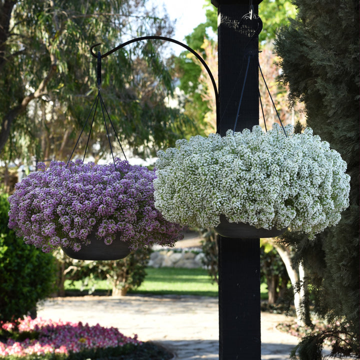 Lobularia maritimum 'Balbeezite' ~ Easy Breezy™ White Lobularia-ServeScape