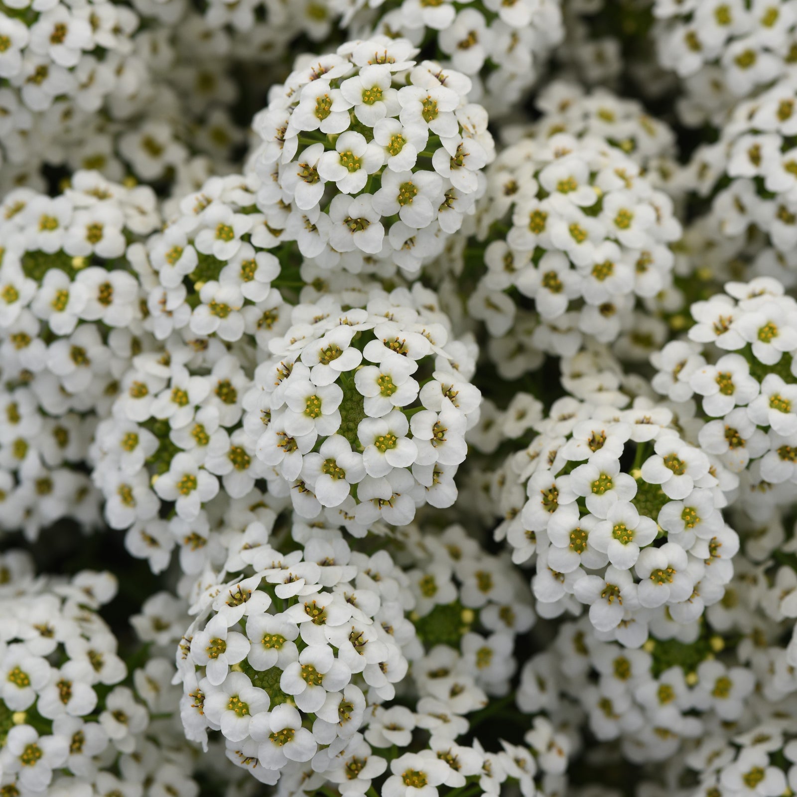 Lobularia maritimum 'Balbeezite' ~ Easy Breezy™ White Lobularia-ServeScape