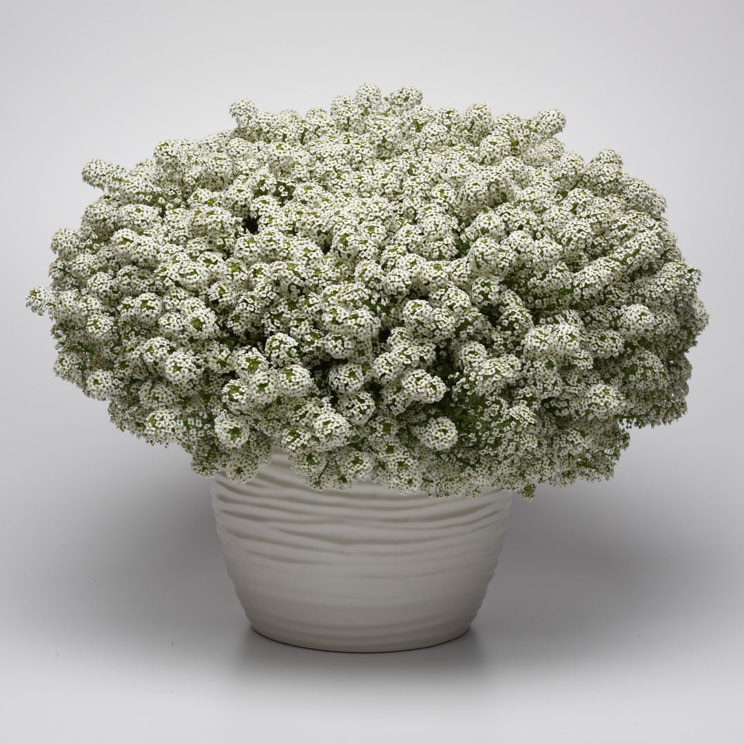 Lobularia maritimum 'Balbeezite' ~ Easy Breezy™ White Lobularia-ServeScape