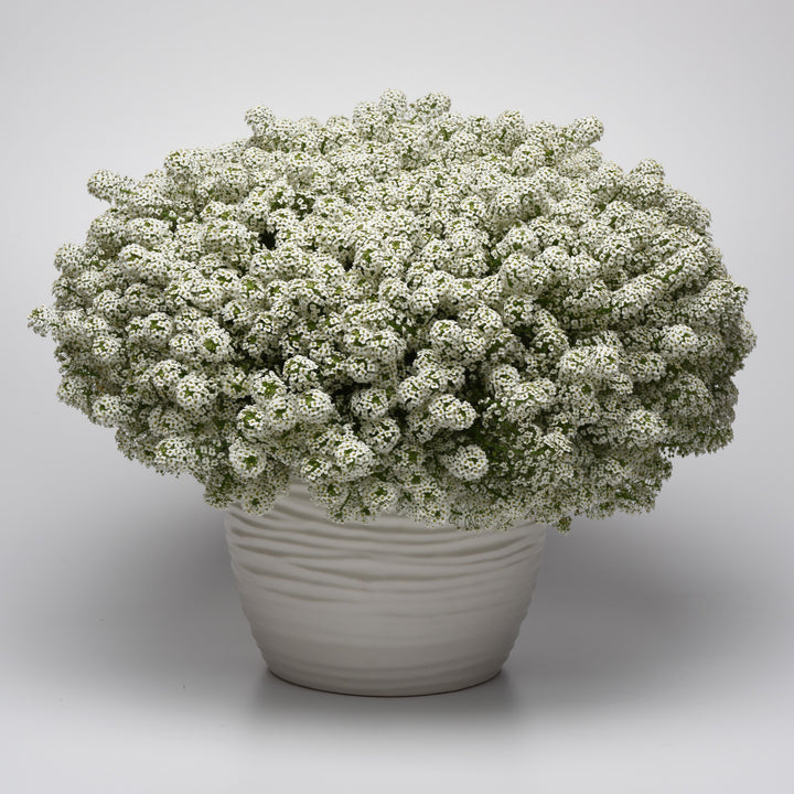 Lobularia maritimum 'Balbeezite' ~ Easy Breezy™ White Lobularia-ServeScape