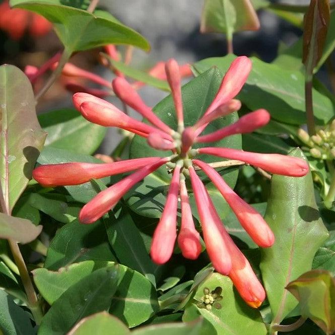 Lonicera sempervirens 'Magnifica' ~ Magnifica Honeysuckle-ServeScape