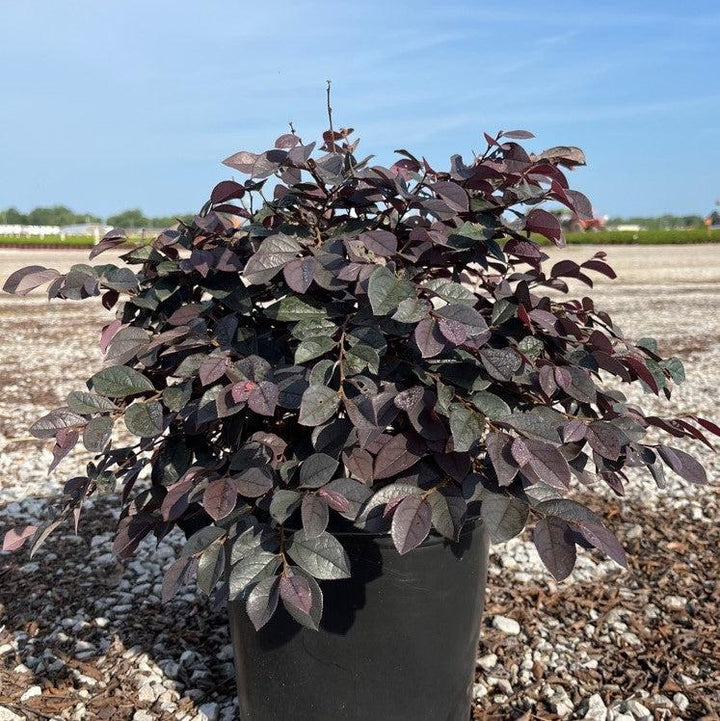 Loropetalum chinense f. rubrum ‘Carolina Midnight’ ~ Carolina Midnight Fringe Flower-ServeScape