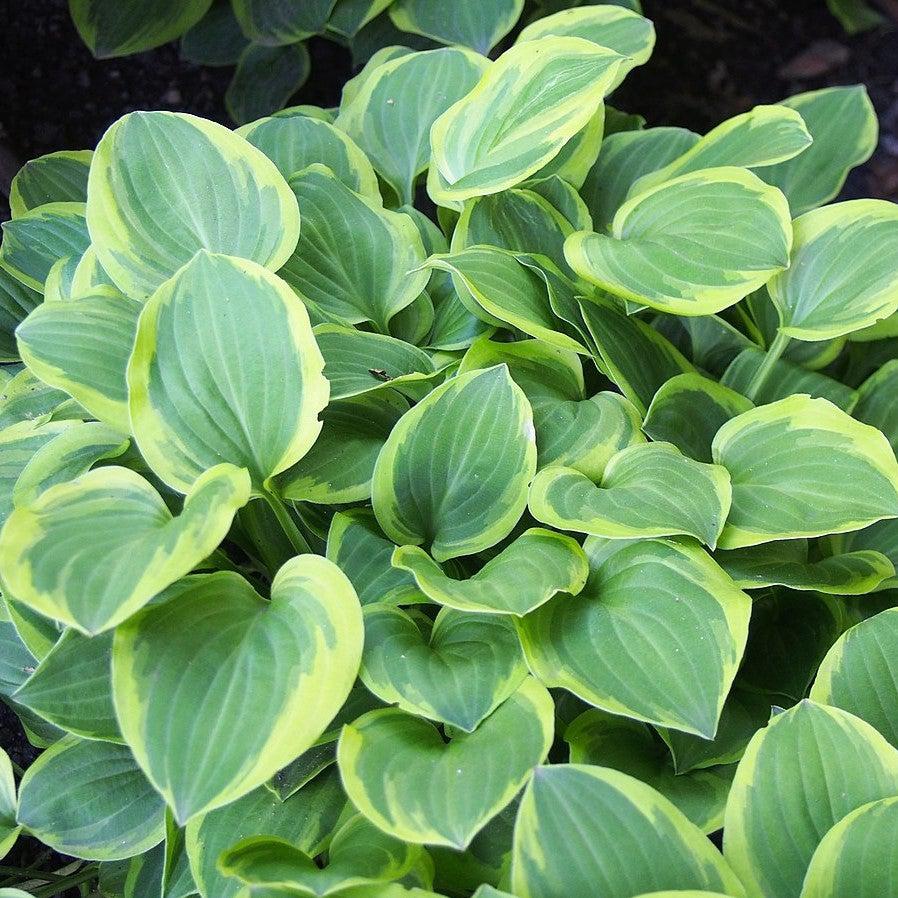 Hosta x 'Golden Tiara' ~ Monrovia® Golden Tiara Hosta-ServeScape