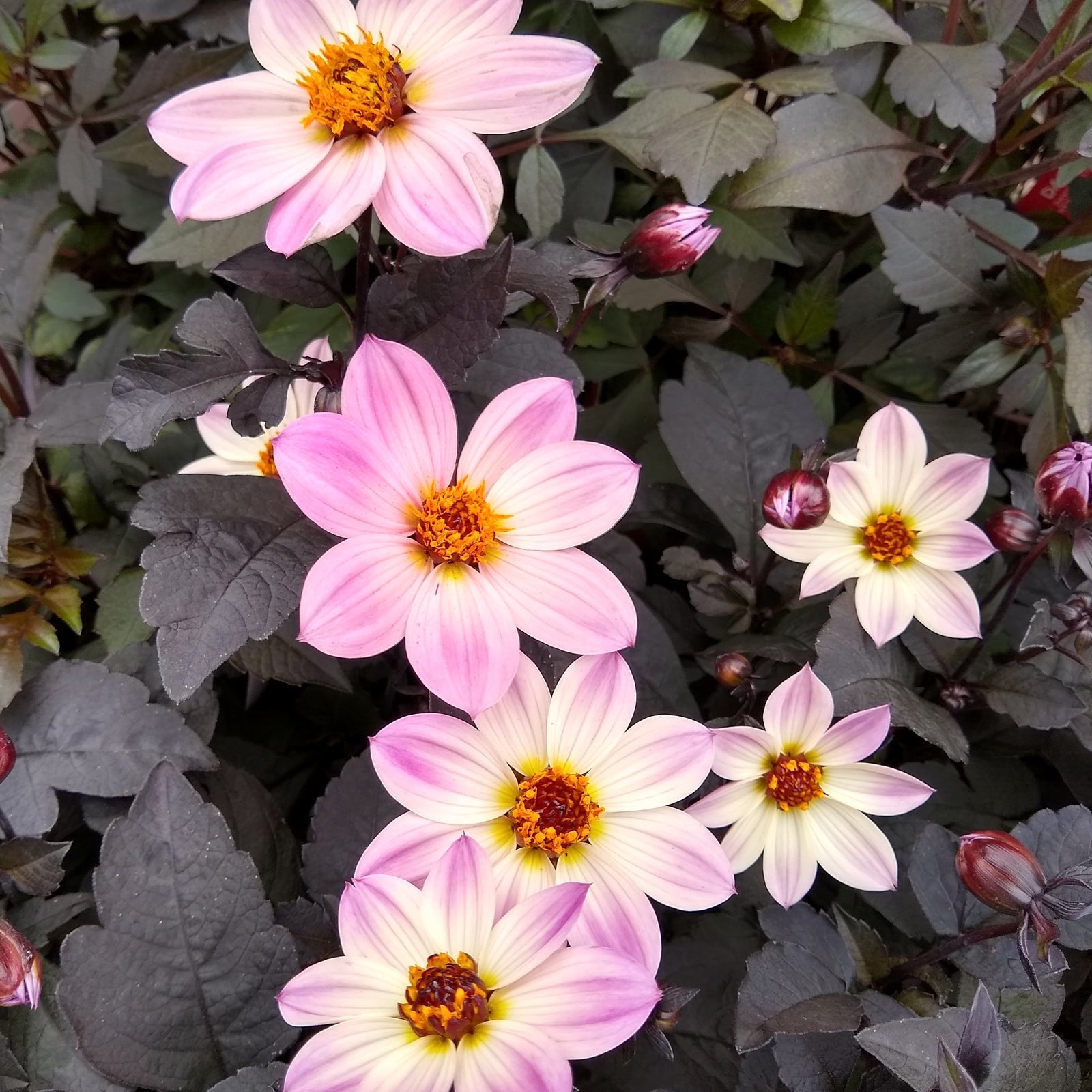 Dahlia 'HDPI117' ~ Monrovia® Happy Days™ Pink Dahlia-ServeScape
