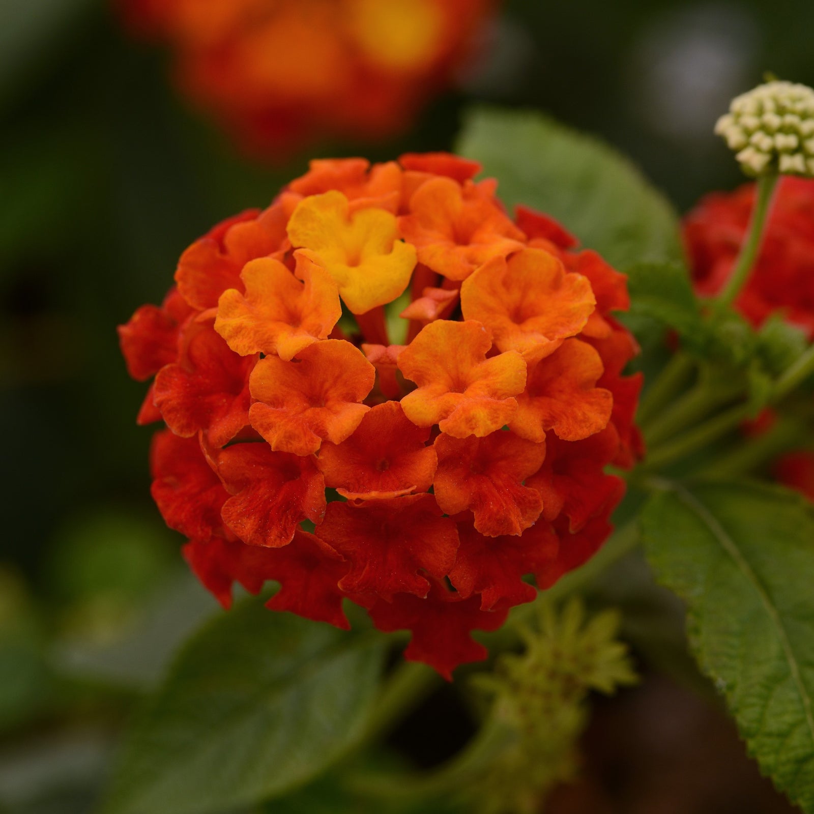 Lantana camara 'Balucred' ~ Lucky™ Red Lantana-ServeScape