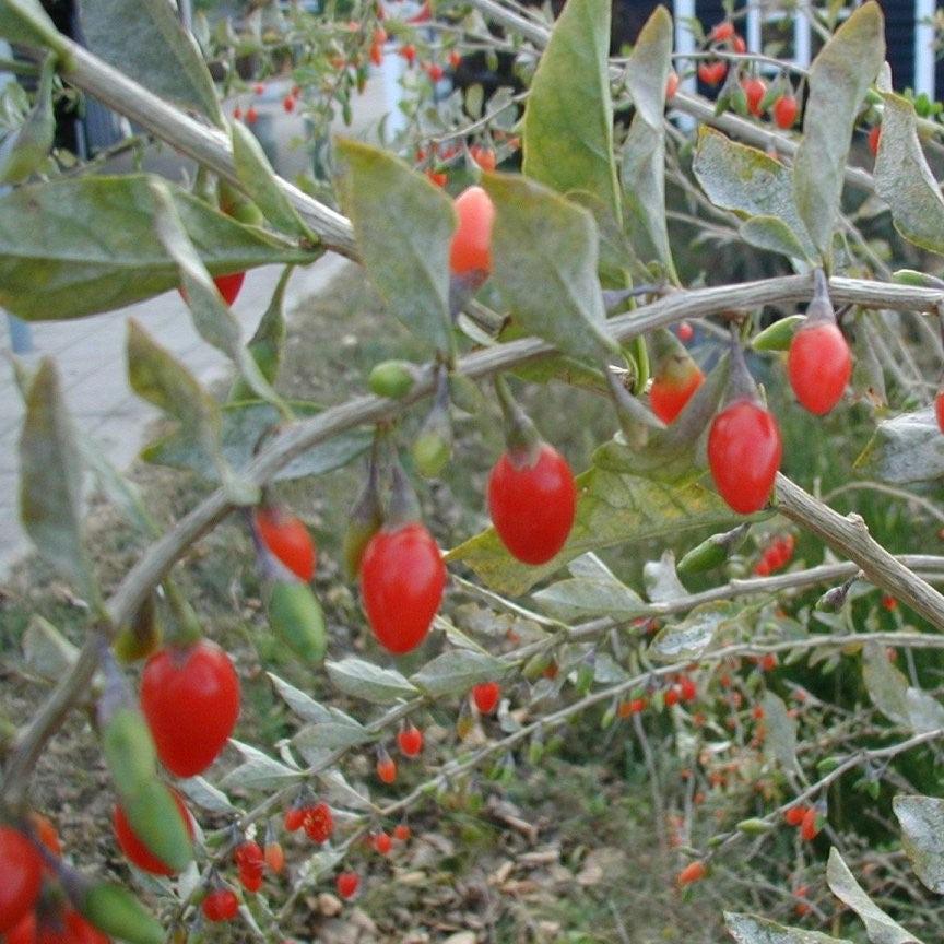 Lycium barbarum ~ Goji Berry, Wolfberies-ServeScape