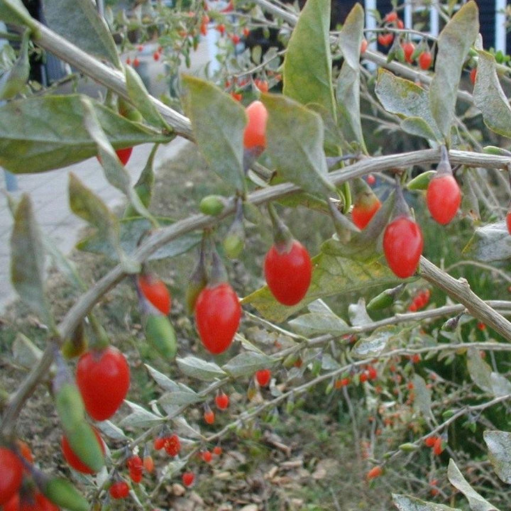 Lycium barbarum ~ Goji Berry, Wolfberies-ServeScape
