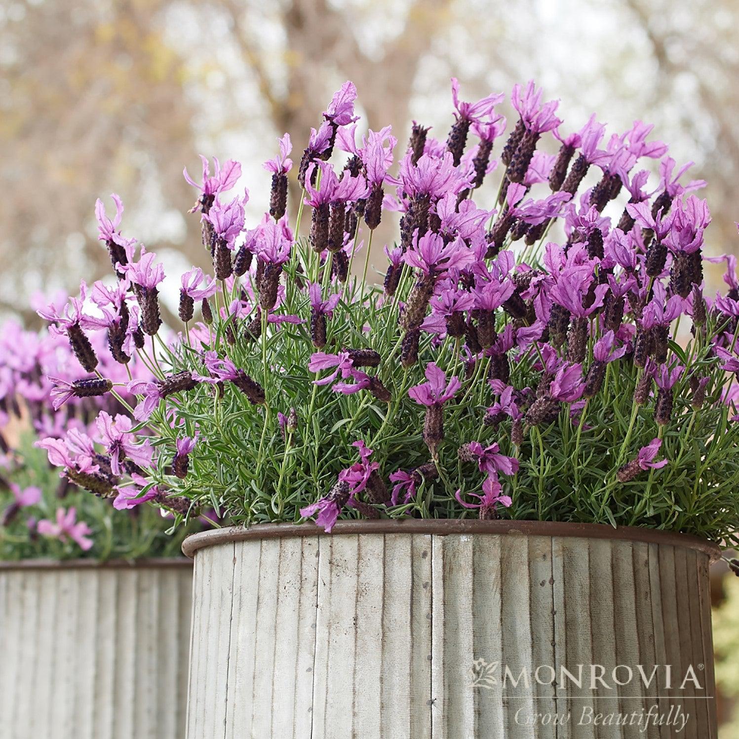 Lavandula stoechas 'LABZ0004' PP#27,493 ~ Monrovia® Javelin Forte™ Deep Purple Spanish Lavender-ServeScape