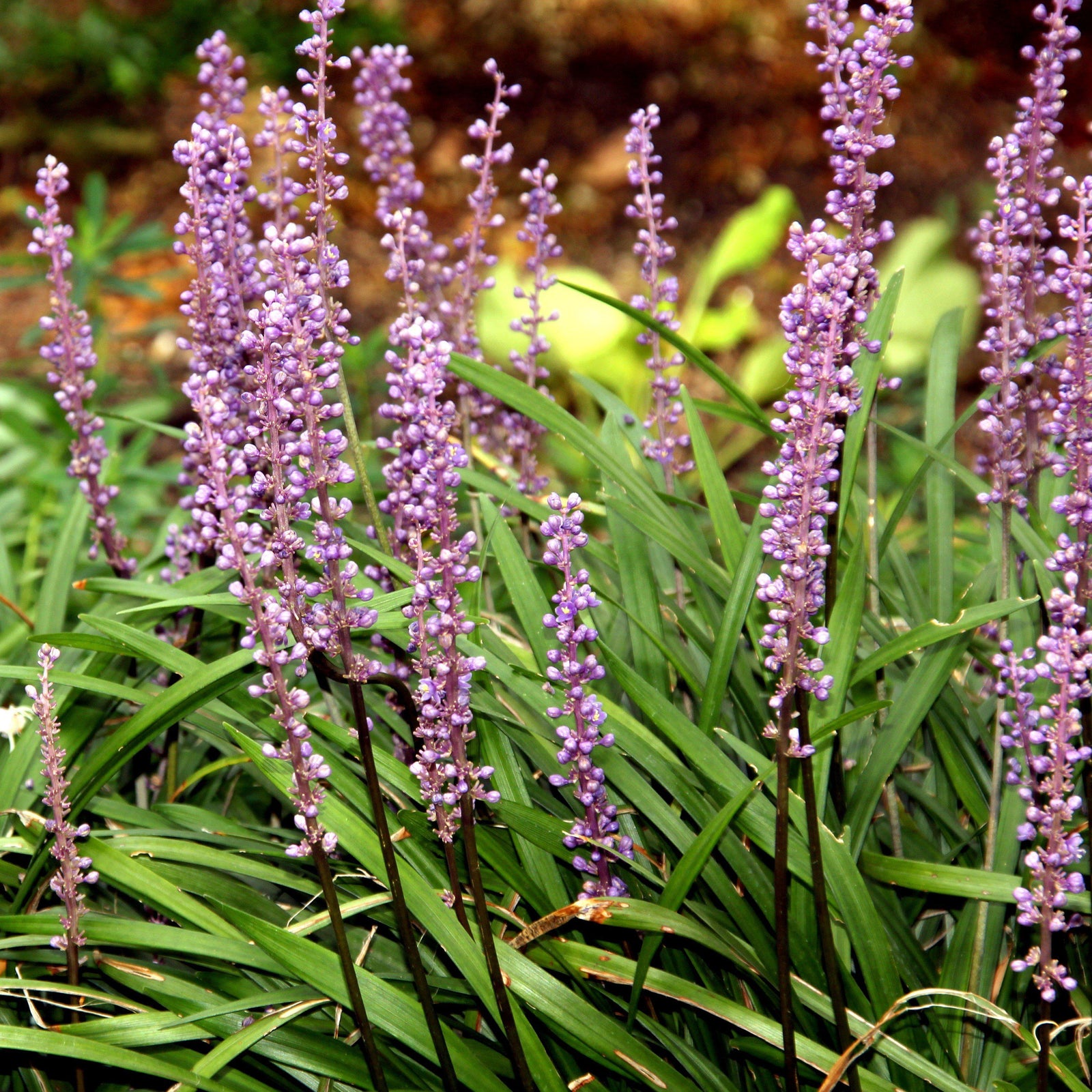 Liriope muscari 'Emerald Goddess' ~ Monrovia® Emerald Goddess Lilyturf-ServeScape