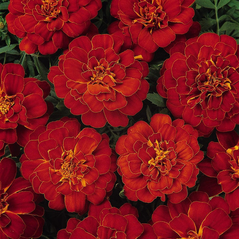 Tagetes patula 'PAS221545' ~ Durango® Red French Marigold-ServeScape