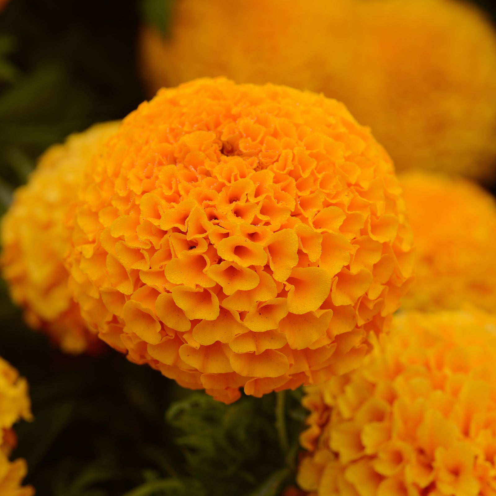 Tagetes erecta 'PAS1060545' ~ Taishan® Orange African Marigold-ServeScape
