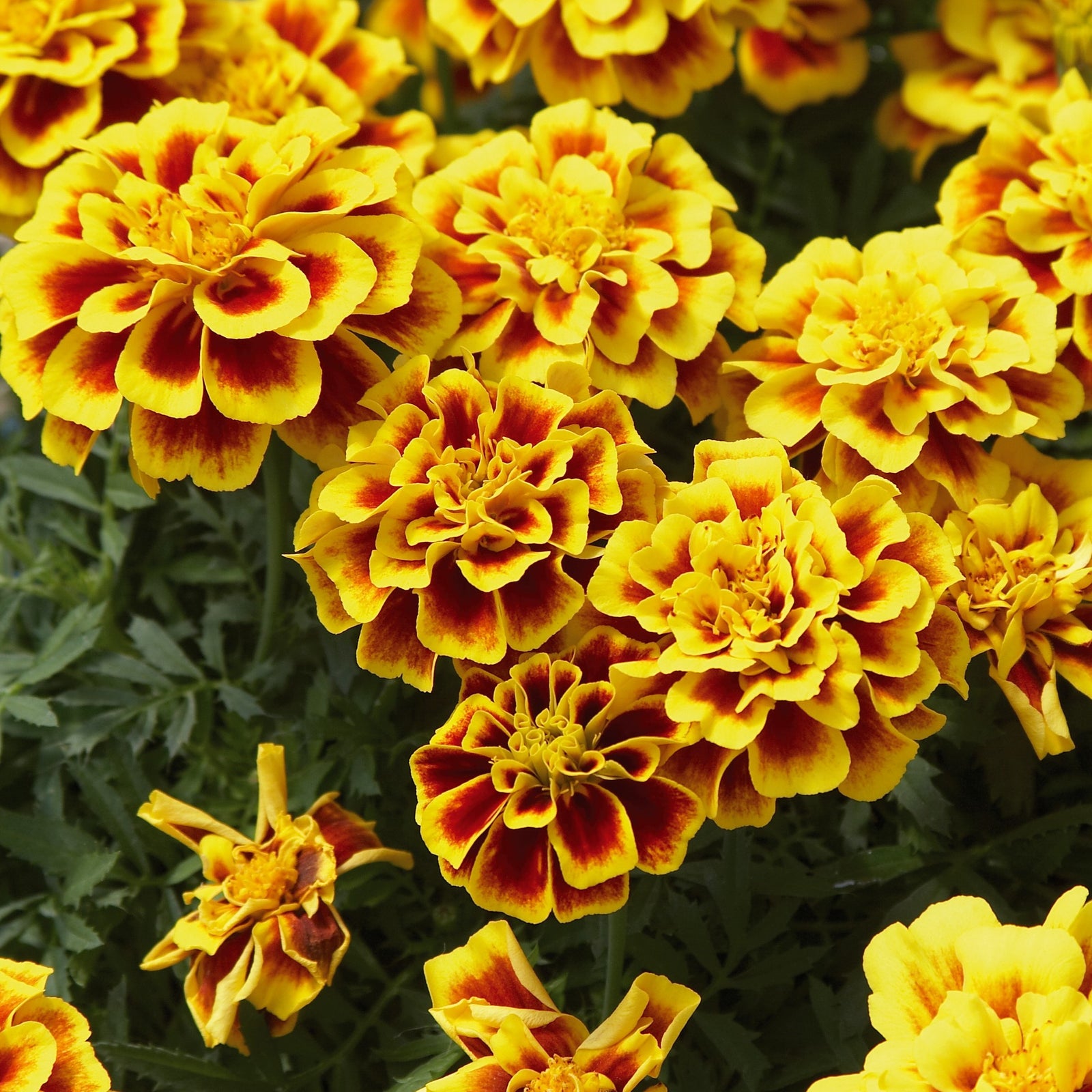 Tagetes patula 'Safari Yellow Fire' ~ Safari Yellow Fire French Marigold-ServeScape