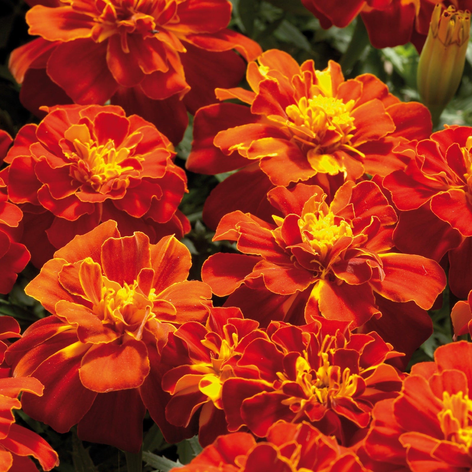 Tagetes patula 'Safari Red' ~ Safari Red French Marigold-ServeScape