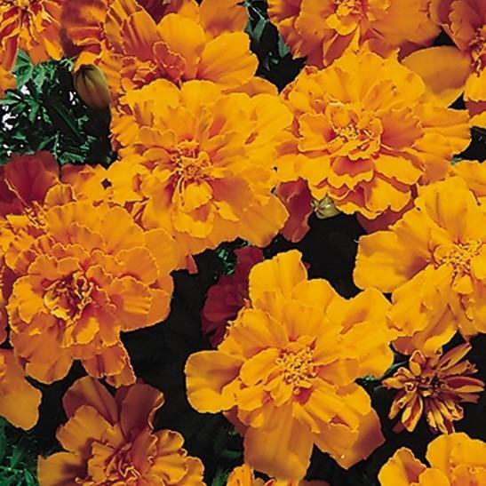 Tagetes patula 'Safari Tangerine' ~ Safari Tangerine French Marigold-ServeScape