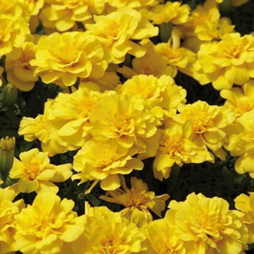 Tagetes patula 'Safari Yellow' ~ Safari Yellow French Marigold-ServeScape