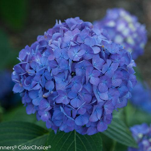 Hydrangea macrophylla 'SMNHMSIGMA' PP #26,929 ~ Monrovia® Let's Dance® Rave® Hydrangea-ServeScape