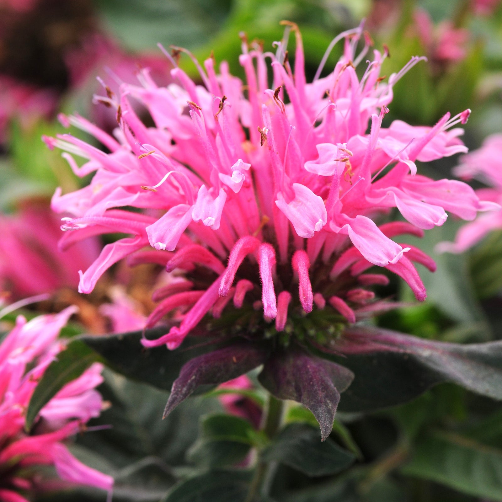 Monarda didyma 'Balbalmink' ~ Balmy™ Pink Bee Balm-ServeScape