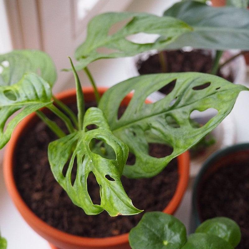 Monstera adansonii ~ Monrovia® Adanson's Swiss-Cheese Plant-ServeScape