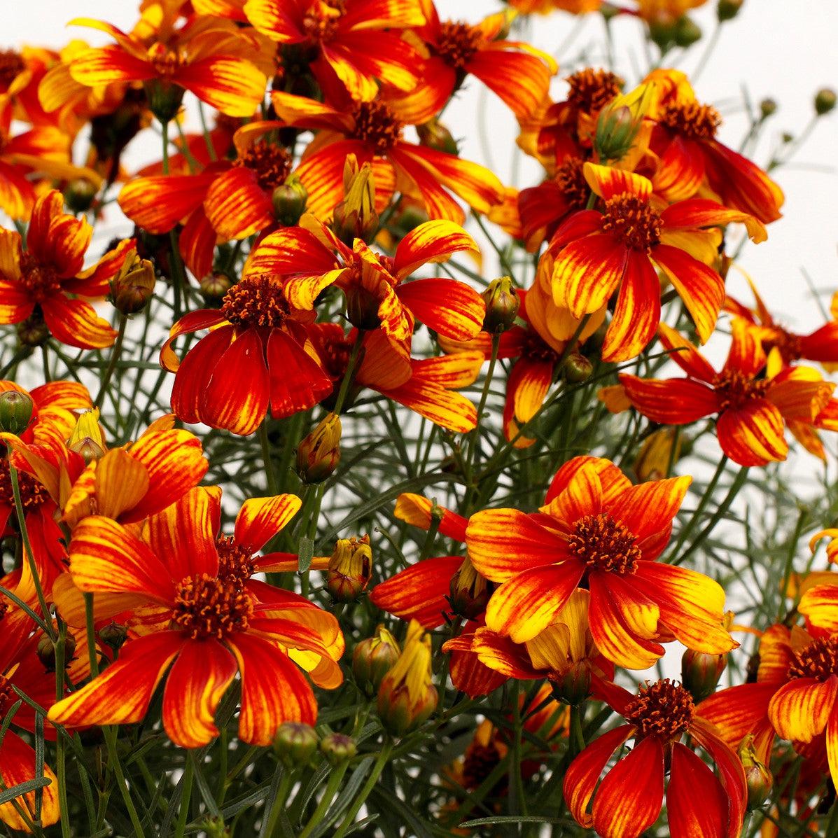 Coreopsis verticillata 'TNCORSO' ~ Monrovia® Sunstar™ Orange Coreopsis-ServeScape