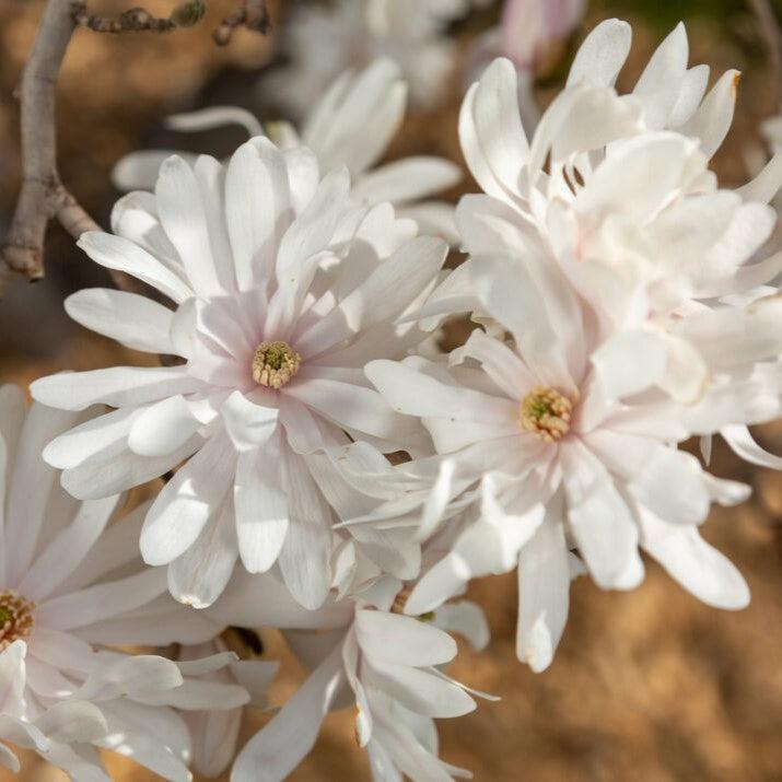 Magnolia stellata 'Centennial Blush' ~ Centennial Blush Star Magnolia-ServeScape