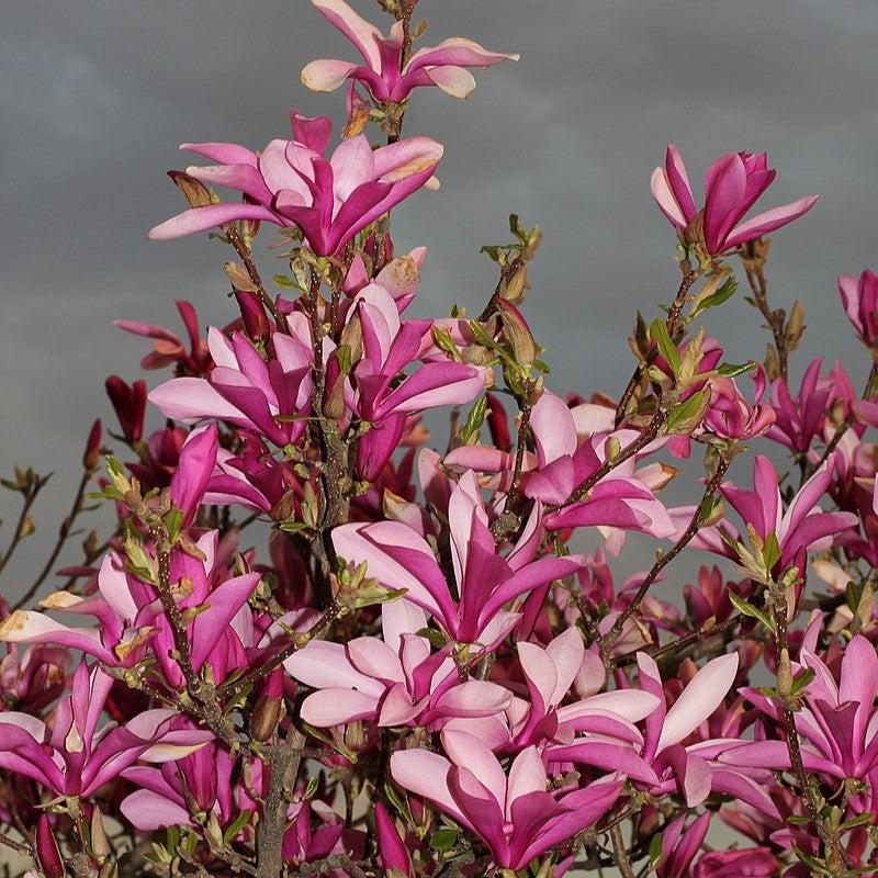 Magnolia liliiflora ~ Japanese Magnolia-ServeScape