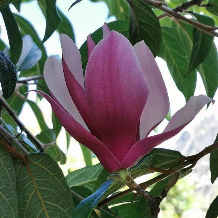 Magnolia liliiflora ~ Japanese Magnolia-ServeScape