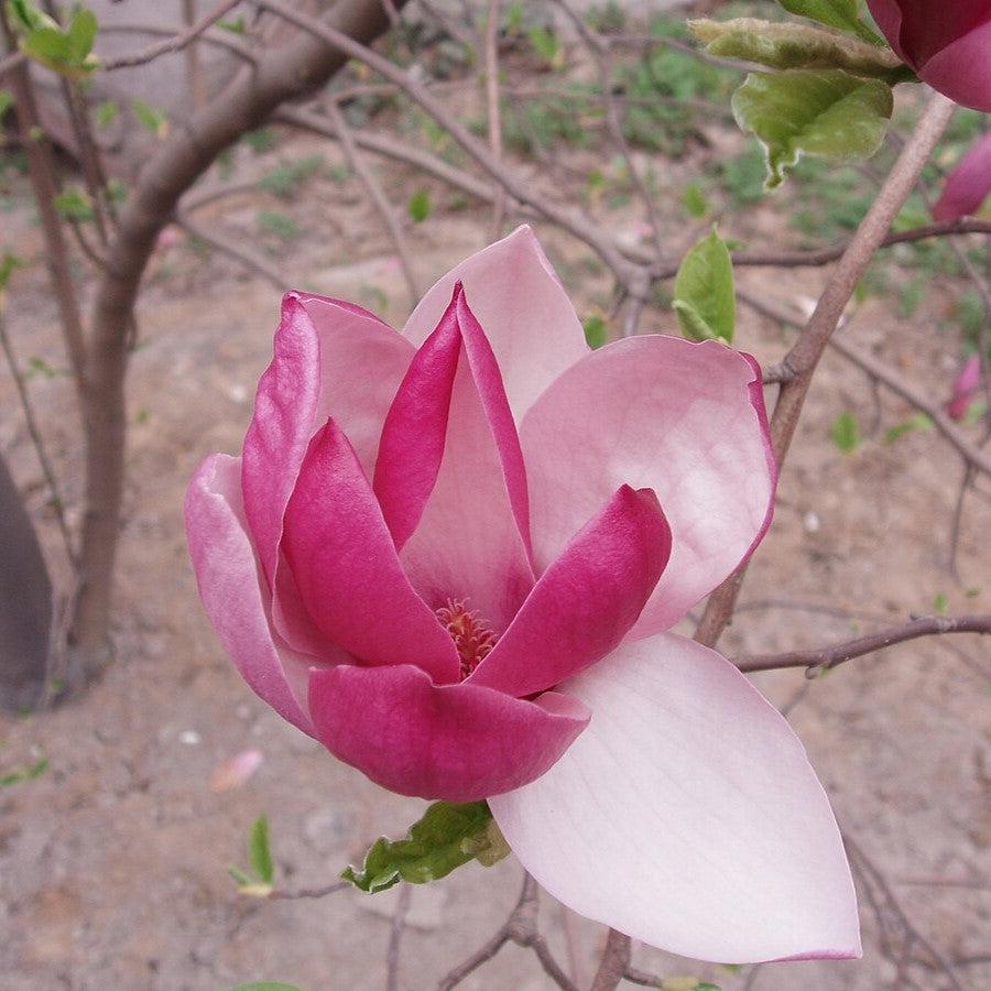 Magnolia liliiflora ~ Japanese Magnolia-ServeScape