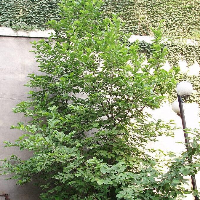 Magnolia liliiflora ~ Japanese Magnolia-ServeScape