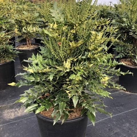 Mahonia × media ‘Winter Sun’ ~ Winter Sun Mahonia-ServeScape