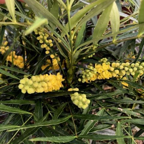 Mahonia eurybracteata 'Soft Caress' ~ Soft Caress Mahonia-ServeScape